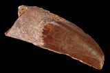 Serrated, Raptor Tooth - Partial Root #171474-1